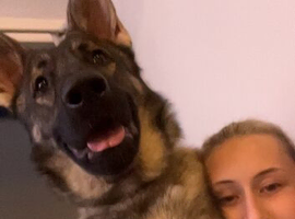2 year old male Shepherd