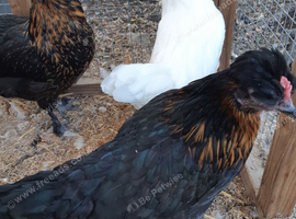 Point of lay coloured egg hybrid hens