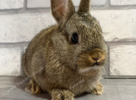 Netherland Dwarf Baby Boy