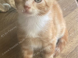 Ginger Kittens