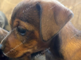 Gorgeous Tan Jack Russell pups