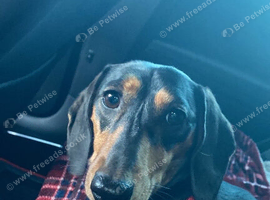 Biscuit