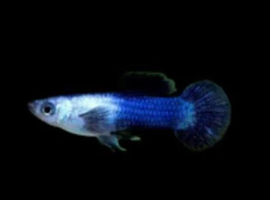 Blue Panda Guppies Breeding Pairs