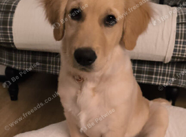 Beautiful KC-Registered Female Golden Retriever Puppy - 16 Weeks Old