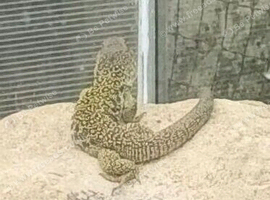 Pair of  Spanish eyed lizards ie timing lepidus