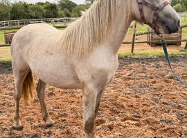 Big yearling filly