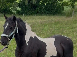 hugo 13.2hh cob