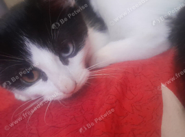 Rare female kitten 10 weeks old
