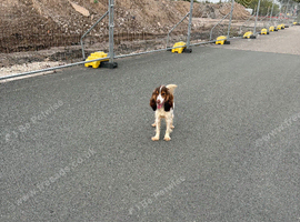 Show cocker spaniel 11 months old girl