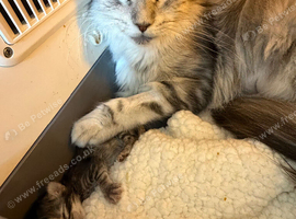 Mainecoon