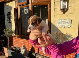 Parson jack Russell