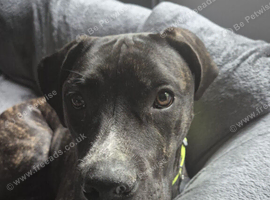 10 month old cane corso cross