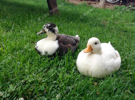 Call duck drakes x2 wanted!