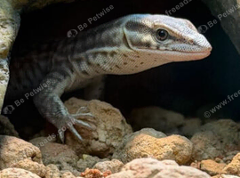 CB26 Yellow Ackie Monitor Lizard