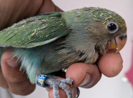 LOVE BIRD BABY FOR SALE