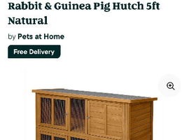 Guinea pig Male