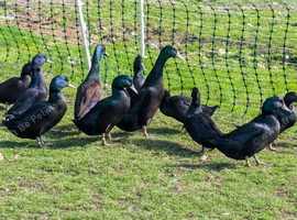 Cayuga cross duckling