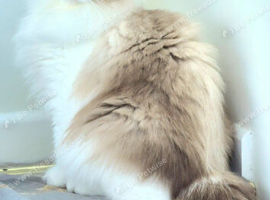 Excellent pedigree Ragdolls
