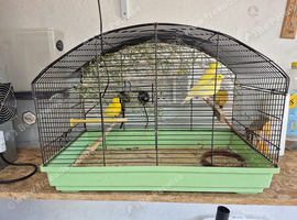 3 canary&rsquo;s including cage