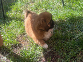 Pekingese for sale