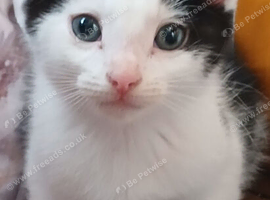 White & black fluffy male kitten