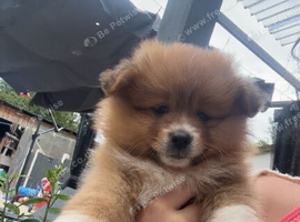 pomeranian