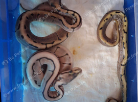 5x royal python hatchlings