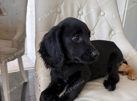Cocker spaniel puppy