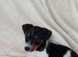 Jackrussell pups