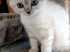 Bsh.X Scottish fold colorpoint.