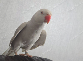 Ringneck