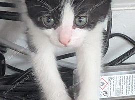 2 x kittens for sale