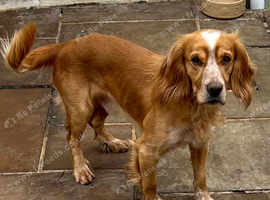 Cocker spaniel boy