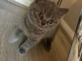 Grey British Shorthair kitten
