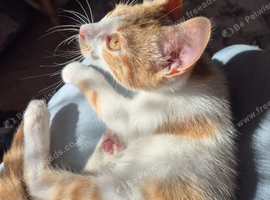 2 kittens Ready To Leave