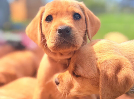 Yellow Labrador puppies