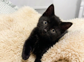 Insured Affectionate playful kittens