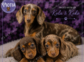 Stunning kc reg miniature dachshund girl koko