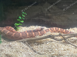 Corn snake with approx 4ft tank