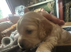 Cockapoo Pups 2 boys and 2 girls left