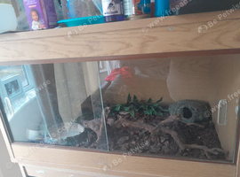 MALE leopard gecko