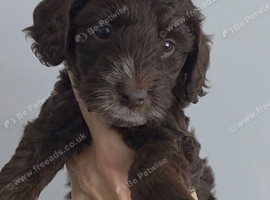 Beautiful cockapoo puppies