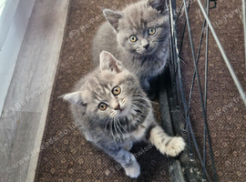 British short haired cross kittens for sale