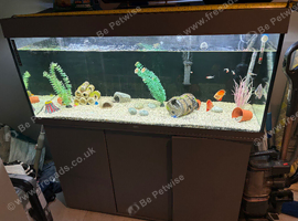 Colour discus and rummy nose tetra