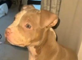Last female left pocket bully