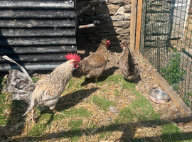 Hatching eggs available
