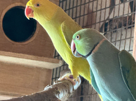 Yellow and blue Indian ringneck pair