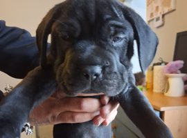 8 week old puppy