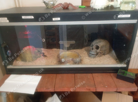 Royal python, 2yrs. With Full set up