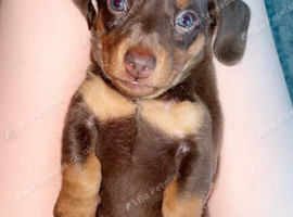 Kc registered miniature dachshund pupoys
